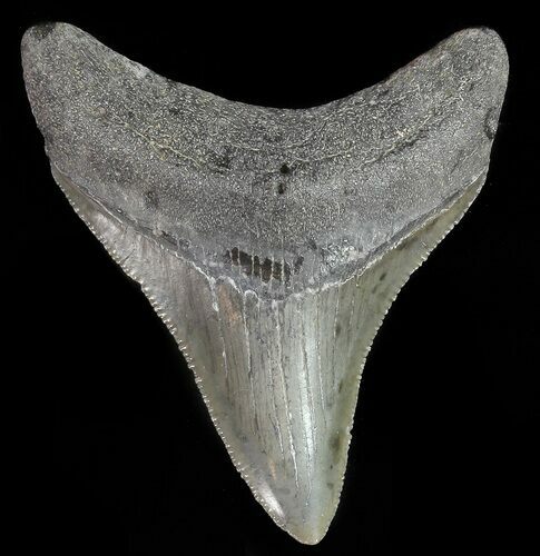 Serrated, Juvenile Megalodon Tooth #70569